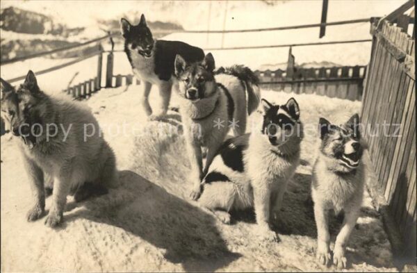 Hunde Polarhunde Jungfraubahn