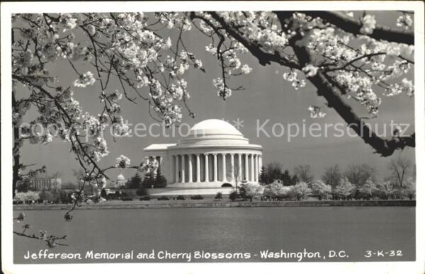 Washington DC Jefferson memorial cherry blossoms
