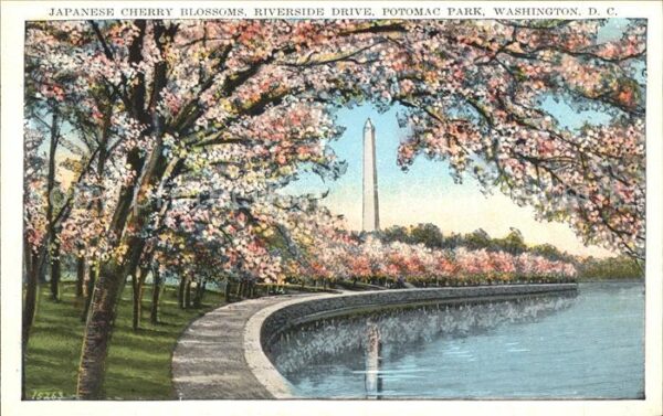 Washington DC Japanese cherry blosssoms riverside dri