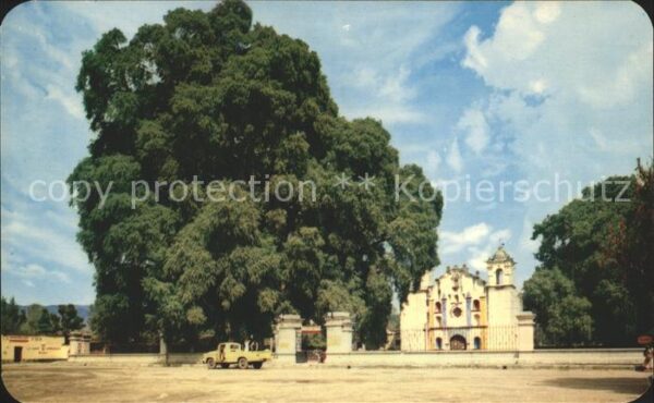 Oaxaca El Arbol del Tule