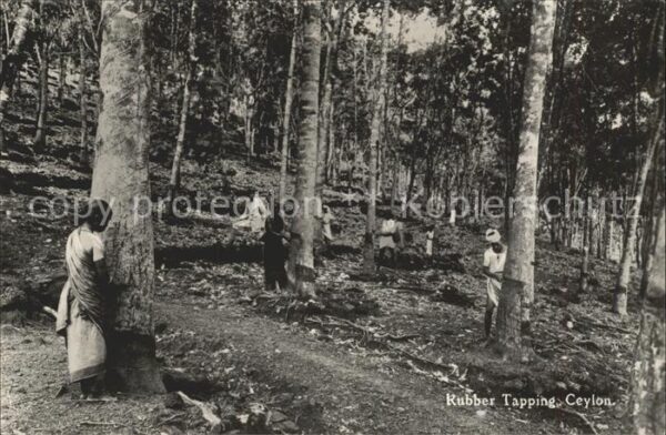 Ceylon Sri Lanka Rubber Tapping