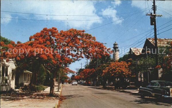 Key West Royal Poinciana Trees Simonton Street L