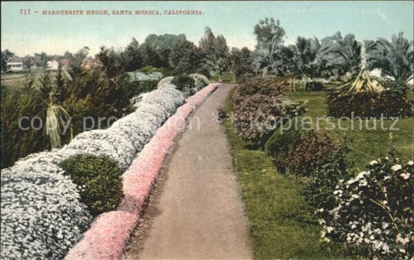 Santa Monica Marguerite Hedge