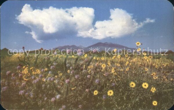 Flagstaff Arizona Sunflowers in bloom San Francisco Peaks