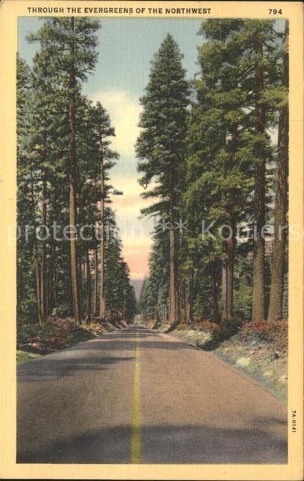 Oregon US-State Through the Evergreens of the Northwest