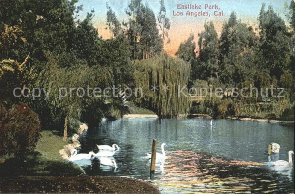 Los Angeles California Eastlake Park Schwäne