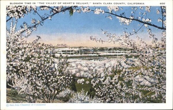 Santa Clara California Blossom Time Prune Trees