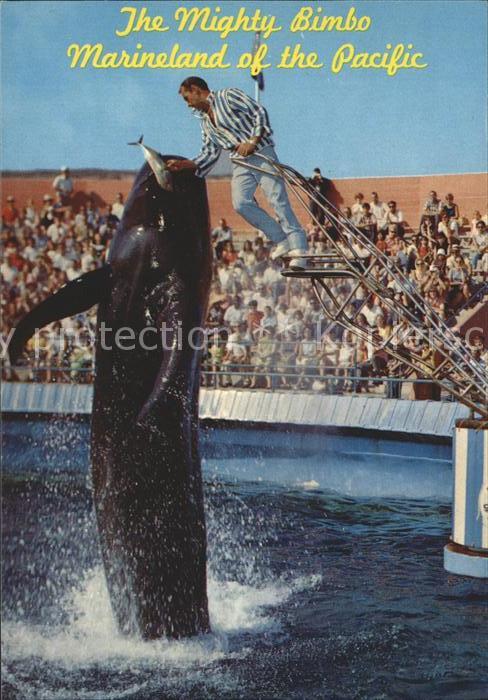Marineland Bimbo the Whale