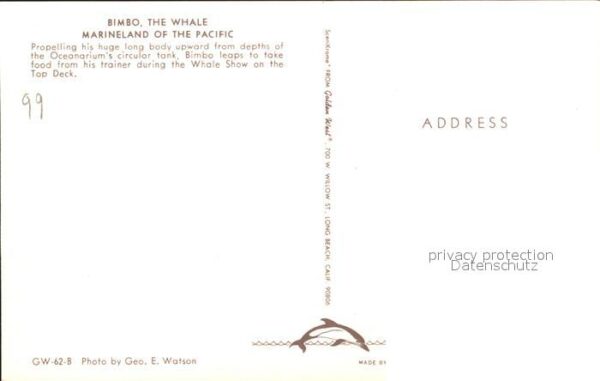 Marineland Bimbo the Whale – Bild 2