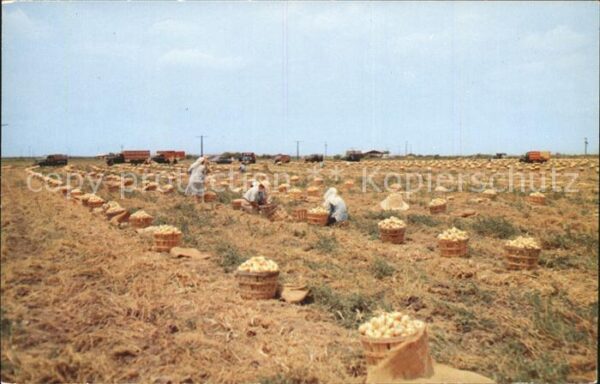 Ernte Landwirtschaft Zwiebel South Texas Onion Harvest