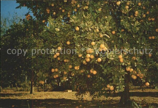 Orangen Oranges Grapefruit Bäume Lower Rio Grande Valle