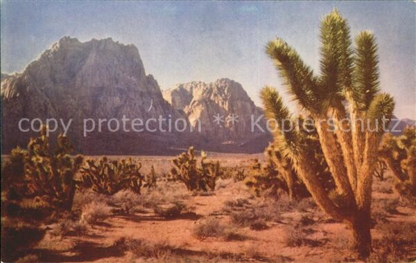 Pflanzen Palmlilie Yucca Wüste Berge western des
