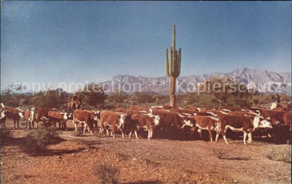 Kakteen Kuhherde Cattle Round Up Arizona