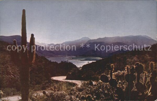 Kakteen Canyon Lake Arizona