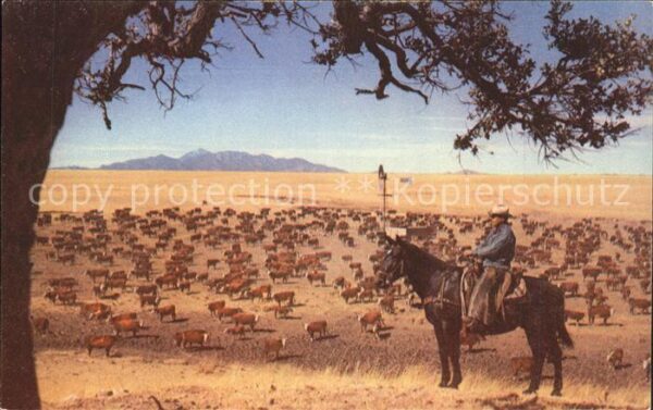 Cowboys Pferd Kuhherde White Faced Herefords We