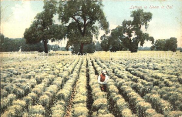 Landwirtschaft Lettuce in bloom California Kopsalat Fe
