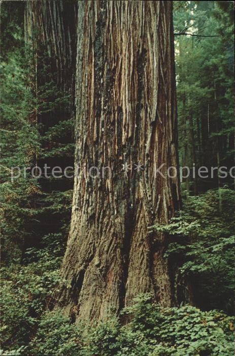 Baeume Trees Prairie Creek Redwoods State Park