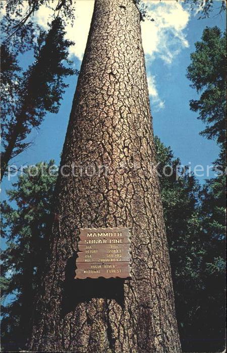 Baeume Trees Mammoth Sugar Pine Rogue River National