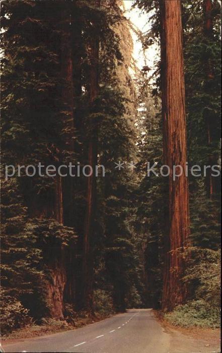 Baeume Trees Avenue of the Giants Redwood