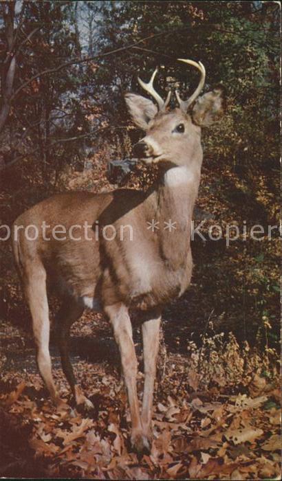 Hirsch