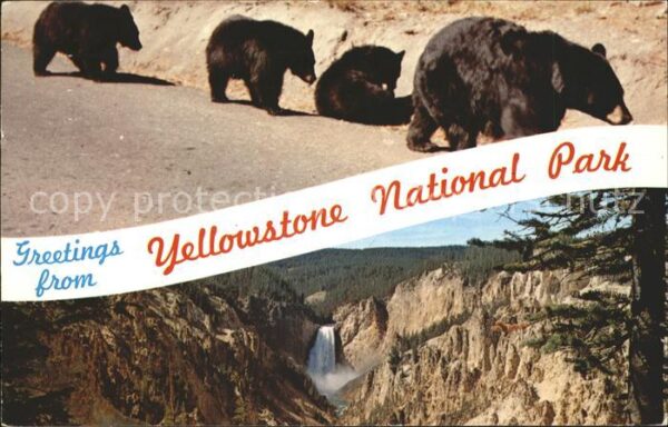 Baeren Yellowstone National Park Black Bear Cu