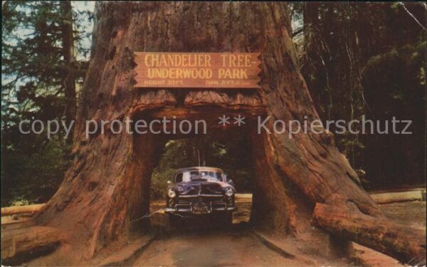 Baeume Trees Chandelier Drive-Thru Tree Underwood