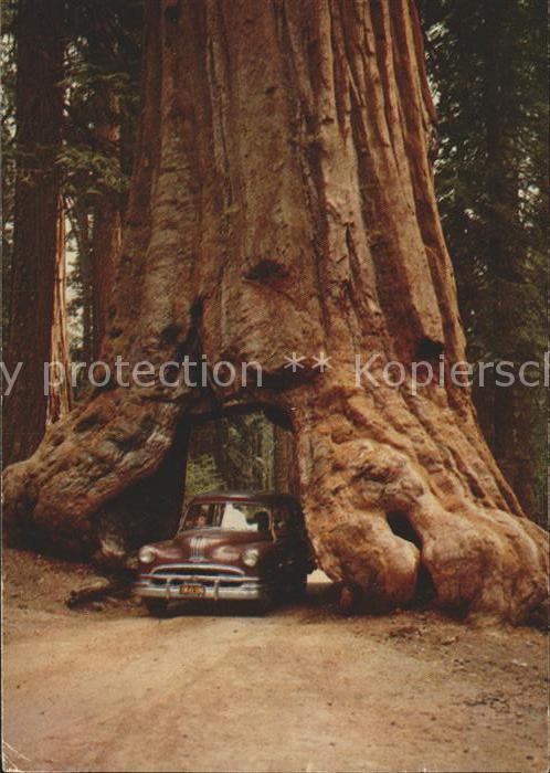 Baeume Trees Yosemite National Park California Wawon