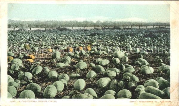 Obst Melonen Melon Field California