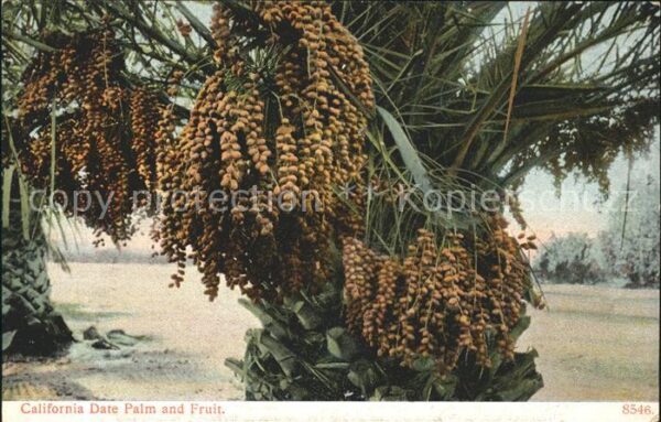 Palmen Dattelpalme Date Palm Fruit