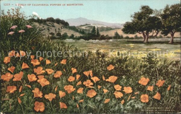 Blumen California Poppies Mohnblumen