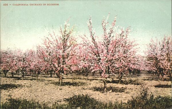 Baeume Trees Obstgarten Blüten Orchard in Blossom Ca