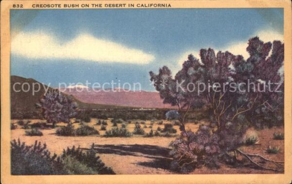 Pflanzen Kreosotbusch Creosote Bush Desert Calif