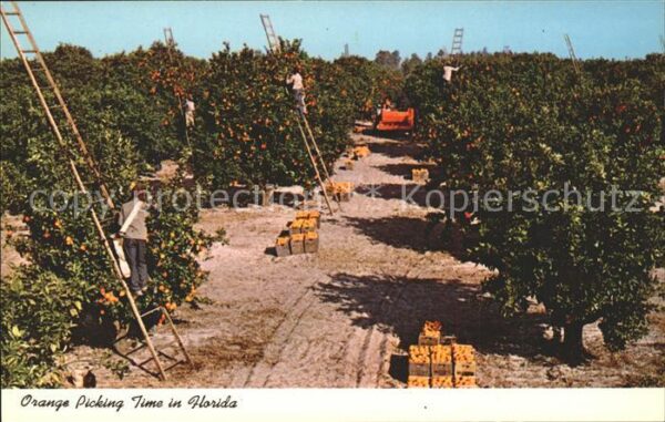 Orangen Oranges Ernte Florida Orange Picking