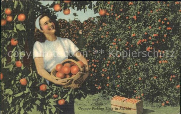 Orangen Oranges Ernte Florida Orange Picking Frau Korb