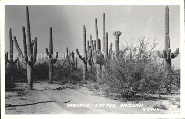 Kakteen Saguaro Cactus Arizona