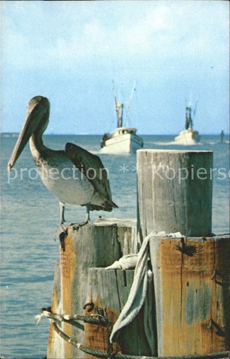 Voegel Pelikan Florida Pelican