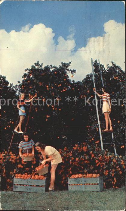 Orangen Oranges Ernte Picking oranges California