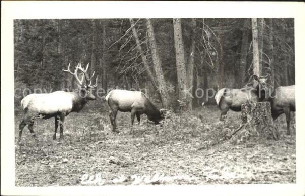 Hirsch Wald