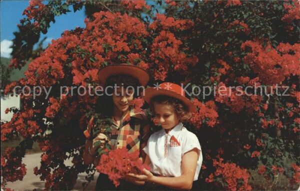 Blumen Magenta bougainvillea blooms South Texa