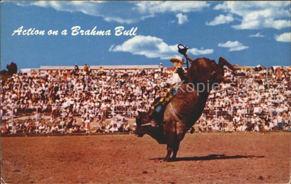 Stiere Bulle Bullenreiten Brahma Bull