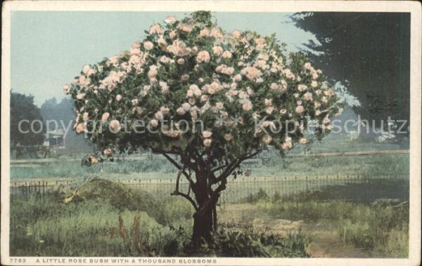 Rosen Rose Bush Blossoms