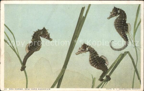 Fische Seepferdchen Sea-Horse New York Aquariu