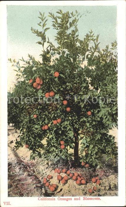 Orangen Oranges Baum California Oranges Blossoms