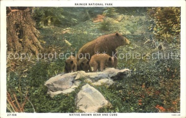 Baeren Native Brown Bear Cubs Rainier National