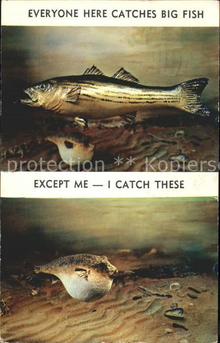 Fische Striped Bass Blowfish
