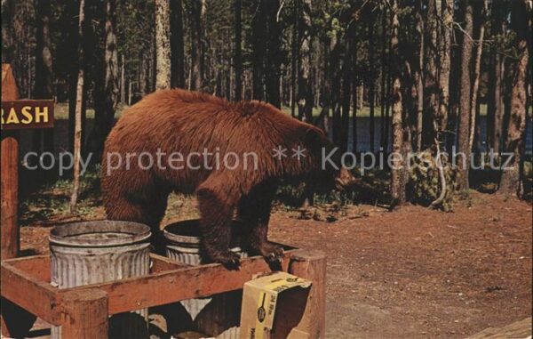 Baeren Litterbear Black Bear Yellowstone Natuo