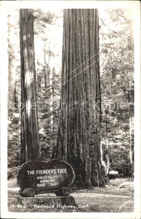 Baeume Trees The Founder's Tree Redwood Highway Cali