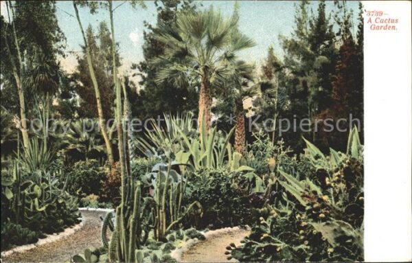 Kakteen Cactus Garden