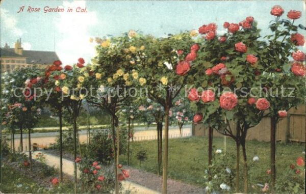 Rosen Rose Garden California