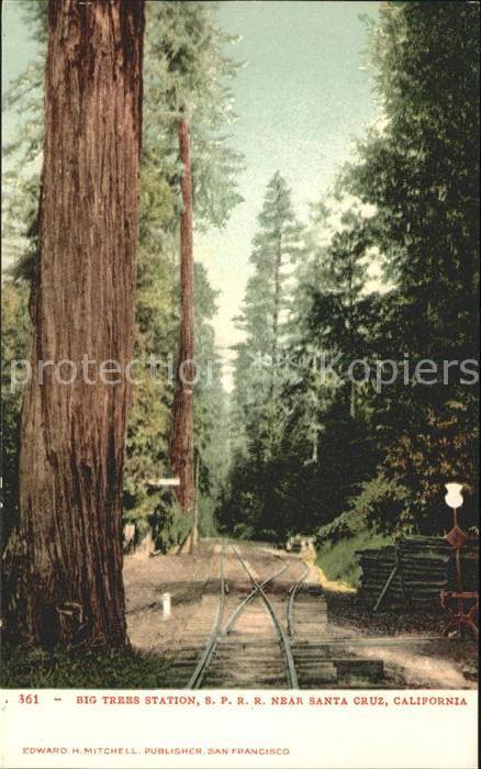 Baeume Trees Big Trees Station Santa Cruz California